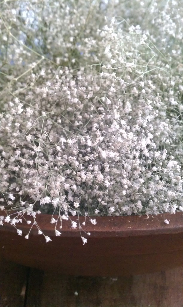 baby's breath