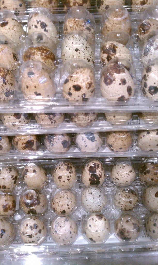 quail eggs