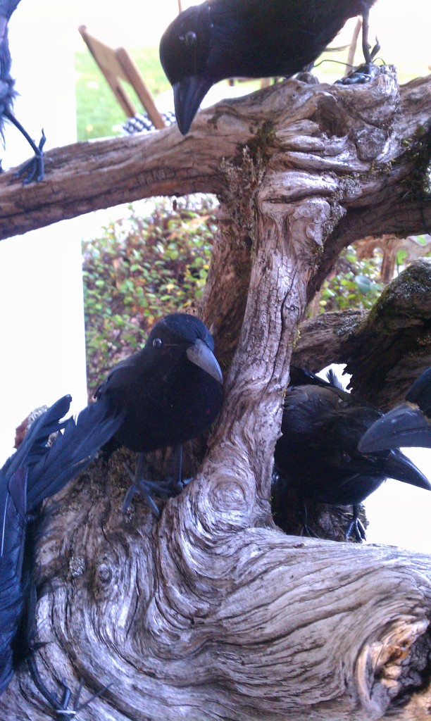 crows on wood