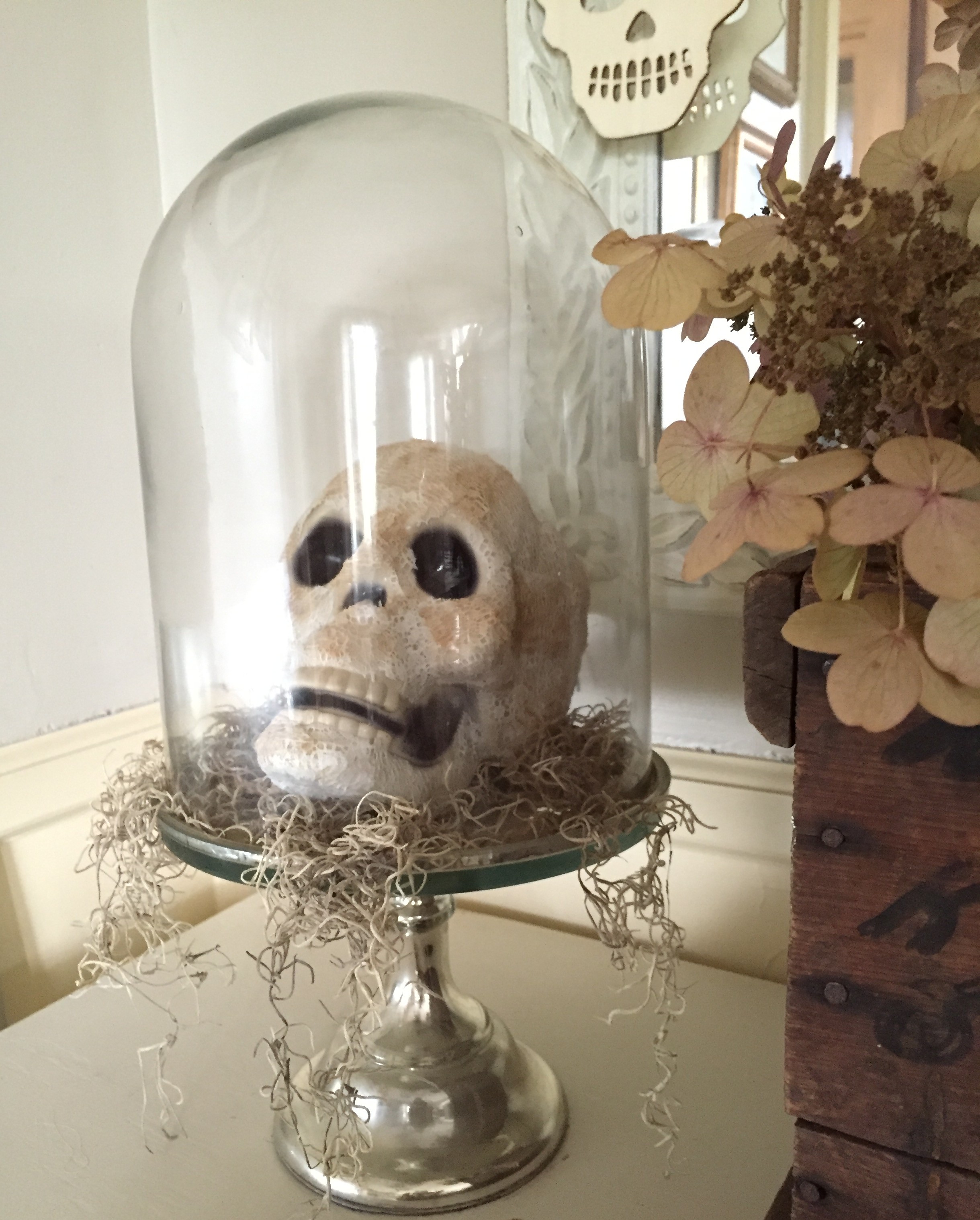 skull in cloche